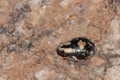 Phrynomantis annectens