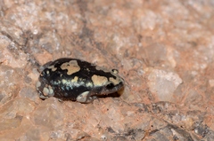 Phrynomantis annectens