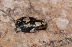 Phrynomantis annectens