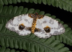 Abraxas amicula-illuminata