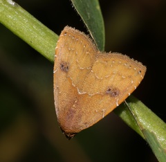 Rivula inconspicua
