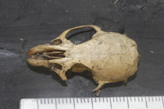 Peromyscus leucopus texanus