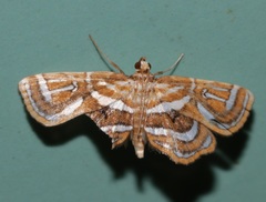 Cymoriza