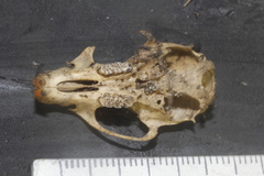 Peromyscus leucopus texanus