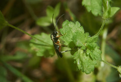 Diplazon scutatorius