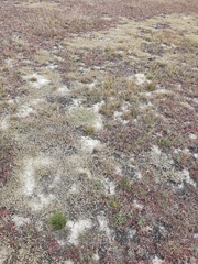 Atriplex buchananii
