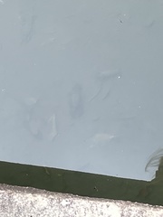 Poecilia reticulata