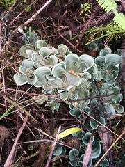 Cora glabrata