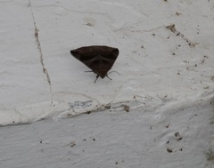 Bastilla arcuata