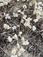 Atriplex buchananii