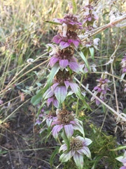 Monarda viridissima
