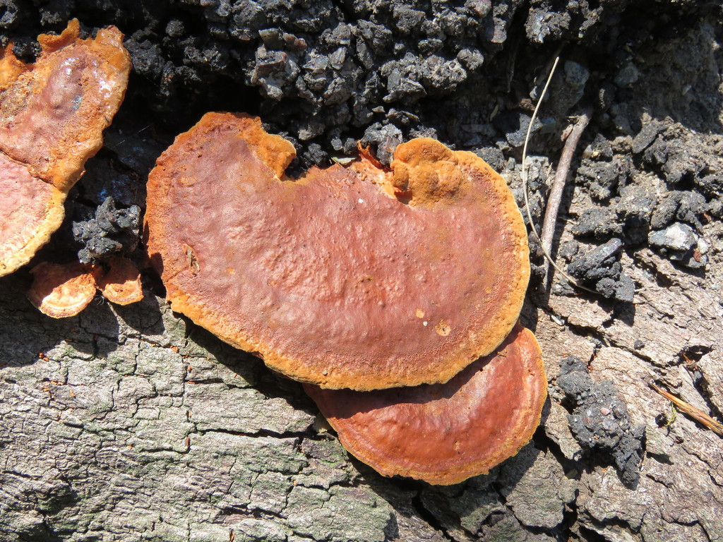 Trametes sanguinea · November 2017 · photo: © nicoolejnik (iNaturalist, cc-by)