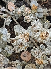 Atriplex buchananii