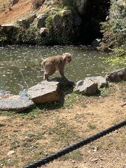 Macaca fuscata fuscata