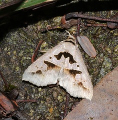 Tephriopis divulsa