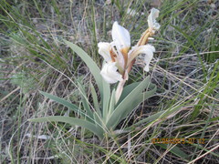 Iris glaucescens