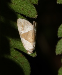 Maliattha separata