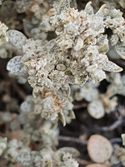 Atriplex buchananii