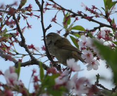 Horornis diphone