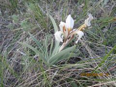 Iris glaucescens