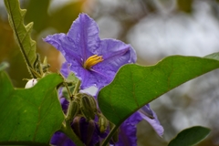 Solanum wrightii
