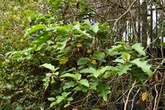 Solanum wrightii