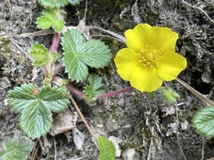 Potentilla matsumurae