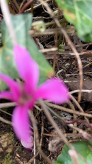 Cyclamen repandum