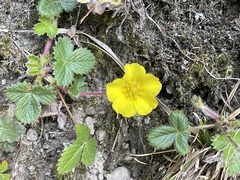 Potentilla matsumurae