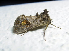 Ctenoplusia accentifera
