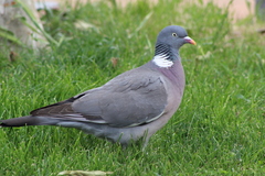 Columba palumbus