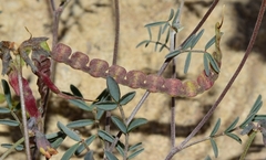 Hippocrepis ciliata