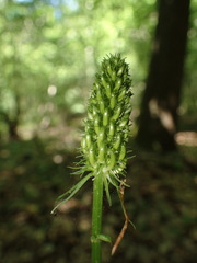 Phyteuma spicatum spicatum
