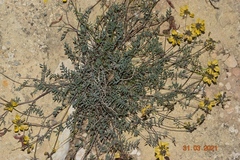 Hippocrepis ciliata