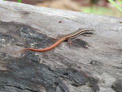 Fire-Tailed Skink photo 4