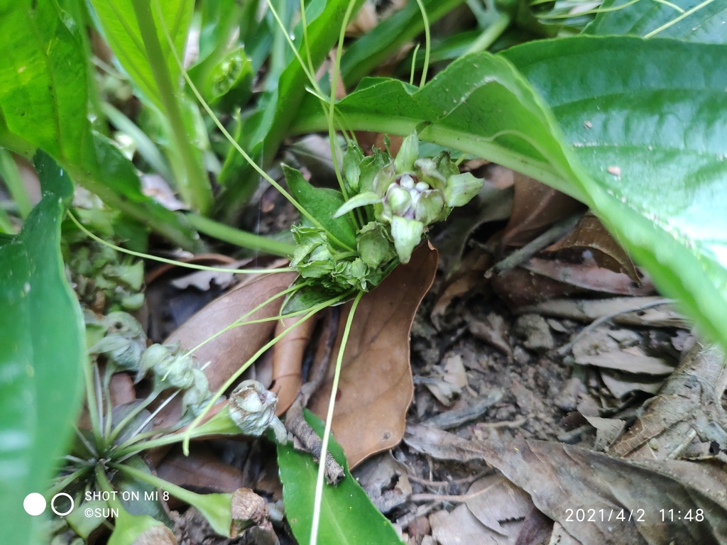 Tacca plantaginea