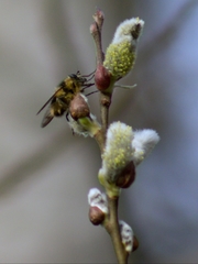Criorhina nigripes