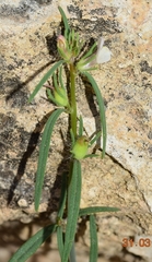 Misopates microcarpum