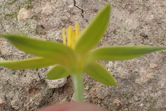 Empodium plicatum