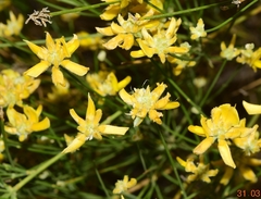 Genista umbellata