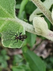 Rhamphomyia longicauda