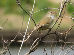 Horornis diphone