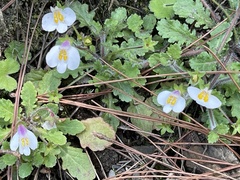 Mazus alpinus