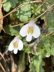 Mazus alpinus