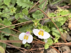 Mazus alpinus