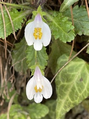Mazus alpinus