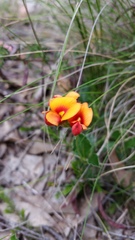 Podolobium procumbens