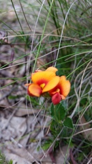 Podolobium procumbens