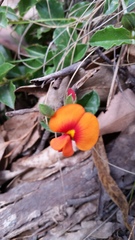 Podolobium procumbens