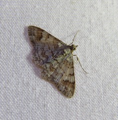 Myrioblephara macariata